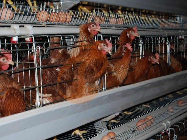 A Type Battery Cages Price & Benefits | 5 Key Tips For Egg Farms