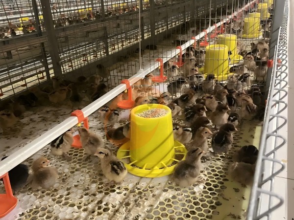 types of brooder battery cage types of brooder battery cage