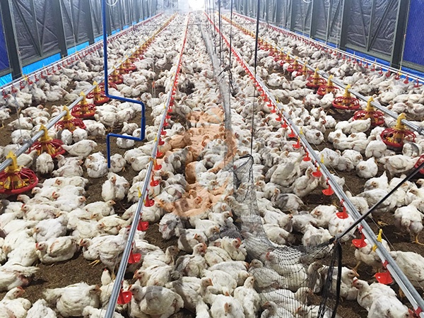 How To Manage Deep Litter Poultry System | 6 Practical Tips