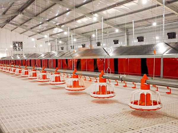 Floor Rearing Poultry Farming | 7 Practical Management Tips