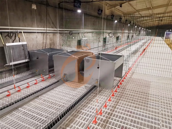 Single Feeder Vs Feeder Set | Which Works Best For Chicken Houses?