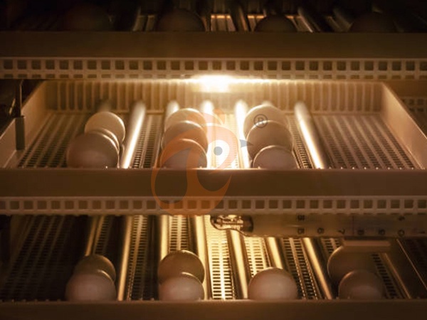 Chicken Coop Lighting Equipment Buying Guide: Price, Energy Efficiency & Google Hot Keywords