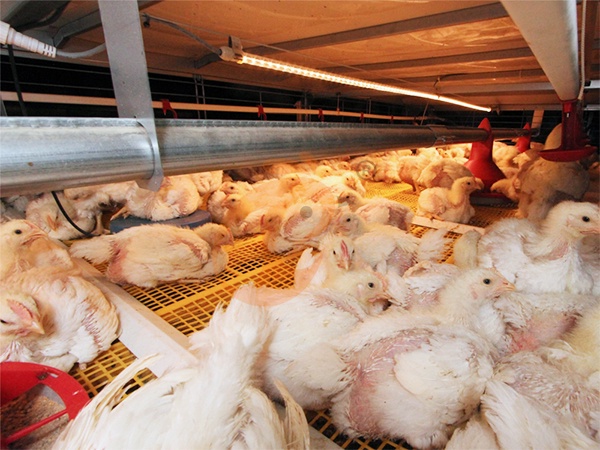 Commercial Poultry Equipment Vs Small Farm Equipment | Which To Choose?
