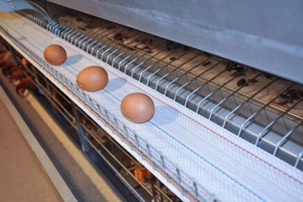 Luoto finished 1,800 units of layer battery cage f