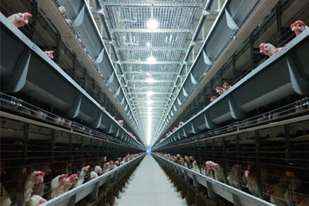 Luoto finished 7 poultry houses chicken farm with 