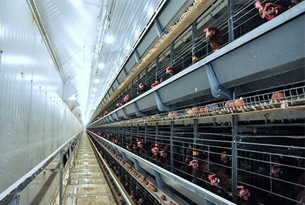 Luoto finished 100,000 layer birds poultry farm wi
