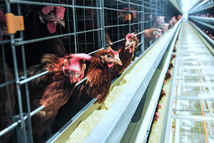 Luoto finished 100,000 layer birds poultry farm wi