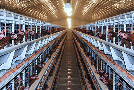 Luoto finished 100,000 layer birds poultry farm wi