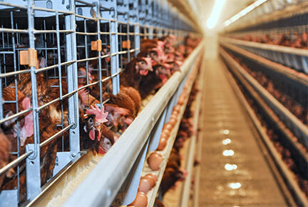 Luoto finished 100,000 layer birds poultry farm wi