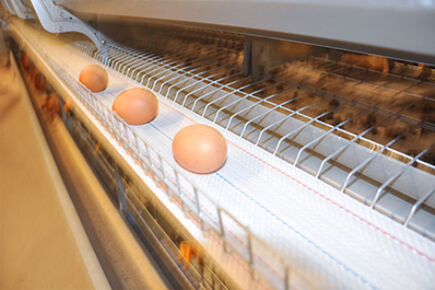 Luoto finished 200,000 birds capacity battery cage Luoto finished 200,000 birds capacity battery cage