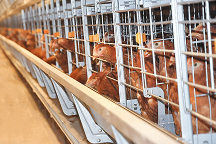 Luoto finished 200,000 birds capacity battery cage Luoto finished 200,000 birds capacity battery cage