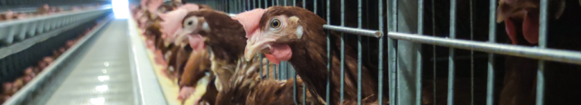 Chicken Farm - Chicken House Solutions