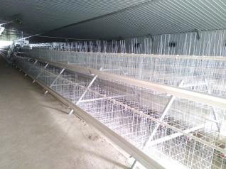 Luoto finished breeder chicken cage project in Wes
