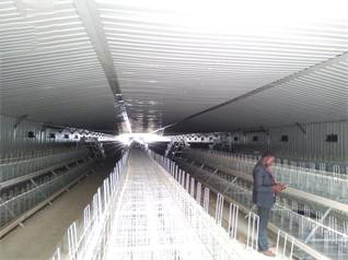 Luoto finished breeder chicken cage project in Wes