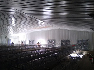 Luoto finished breeder chicken cage project in Wes