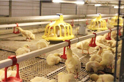 Luoto finished breeder project of 50,000 broilers 