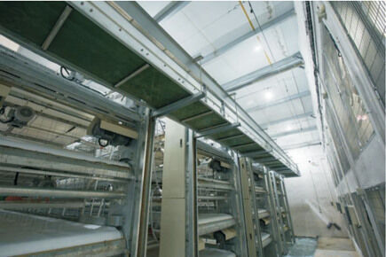 Luoto finished breeder project of 50,000 broilers 