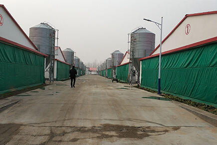 Luoto finished broiler project of 500,000 broilers