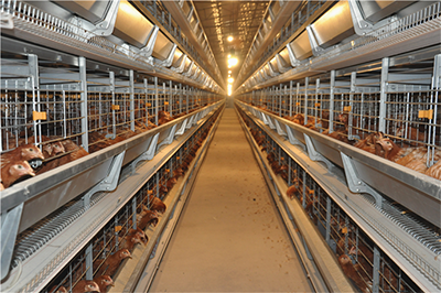 Best finished chicks and layers project of 20,000 chicks and 20,000 layers with chicken cage system