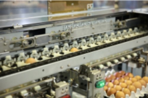 Luoto finished egg grading project of 100,000 laye