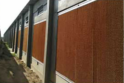 Luoto finished layer project of 500,000 birds in M