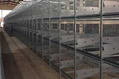 Luoto finished layer project of 500,000 birds in M