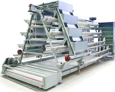 Different between manual and automatic layer chick