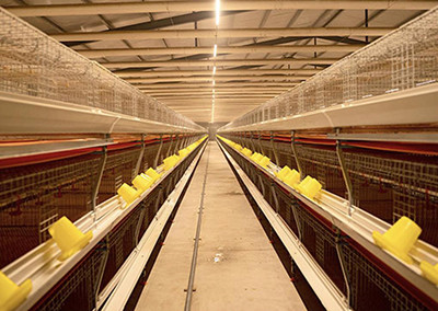 Efficiency of broiler cage in poultry farm (4).jpg