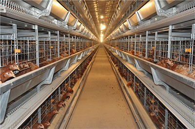 Introduction of battery cage in poultry farm (1).P