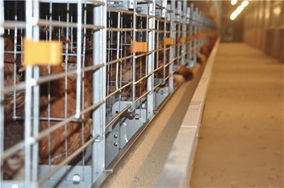 Introduction of battery cage in poultry farm (4).P