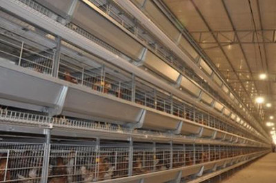 Introduction of battery cage in poultry farm (3).j