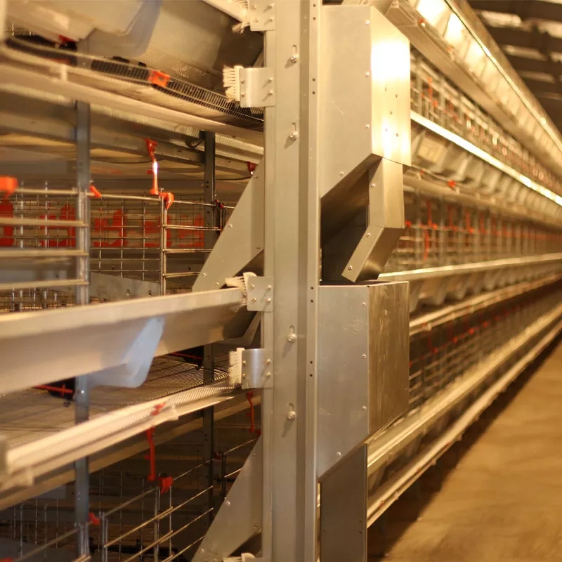 The efficiency of broiler cage in poultry farm The efficiency of broiler cage in poultry farm