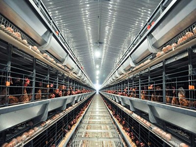 The size of egg layer chicken cage and battery cag