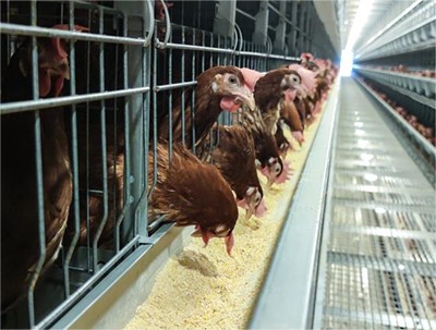 The size of egg layer chicken cage and battery cag