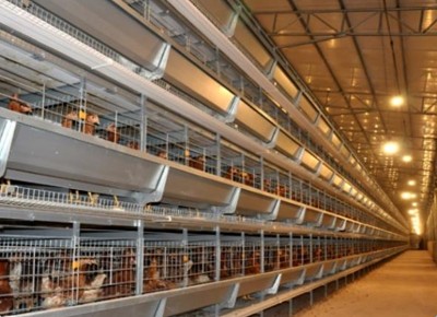 What is the demand of chicken cage for poultry far