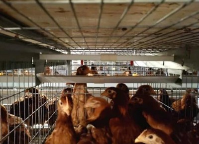 What is the demand of chicken cage for poultry far