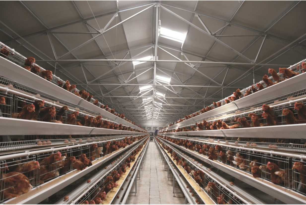 What is the difference between poultry farm battery imported chicken cages and local chicken cages