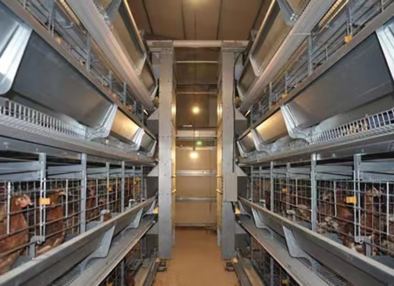 Automatic feeding system（1）.jpg