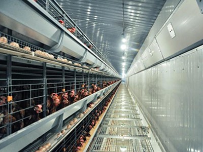 The size of egg layer chicken cage and battery cag