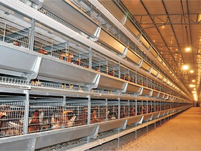 The poultry farm with chicken cage in Thailand  (1