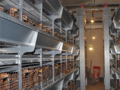 The poultry farm with chicken cage in Thailand  (2