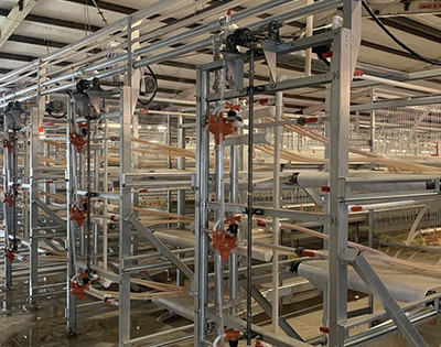 How to use farming broiler battery cage  (1).jpg