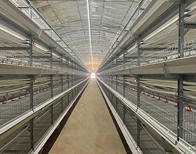 How to use farming broiler battery cage  (2).jpg