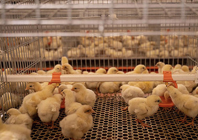 Efficiency of broiler cage in poultry farm  (1).jp