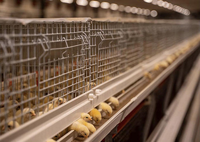 Efficiency of broiler cage in poultry farm  (3).jp