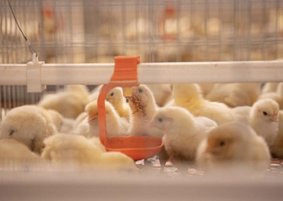 Efficiency of broiler cage in poultry farm  (2).jp