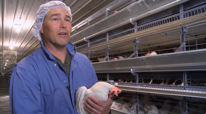 Type of local poultry cage using poultry farm