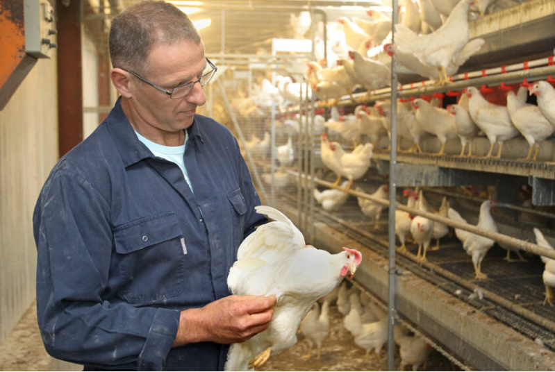 The advantage of fowl cage used in poultry farm