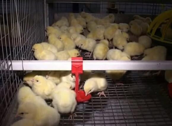 What is pullet battery cage system used for pullet farm