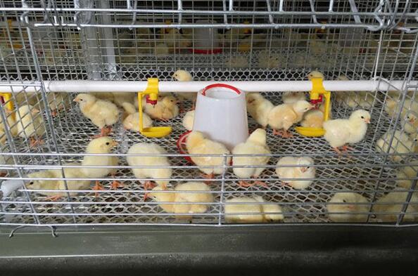 What is the brooding cage  used in poultry farm